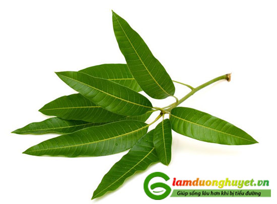 Nghe theo bài thuốc lưu truyền trong dân gian “lá Xoài giảm bệnh tiểu đường chẳng cần thuốc tây”, nhiều người hy vọng sẽ giảm đường huyết bằng loại nguyên liệu dễ kiếm này