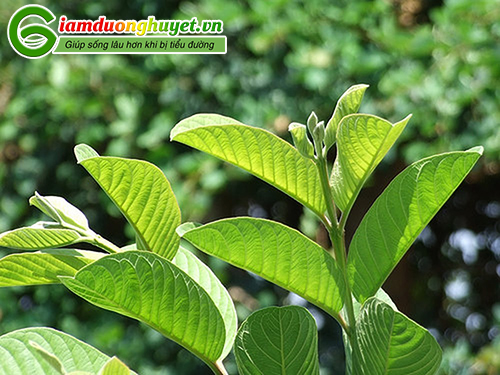 Lá ổi có tác dụng hỗ trợ hạ và ổn định đường huyết lúc đói, sau ăn hiệu quả