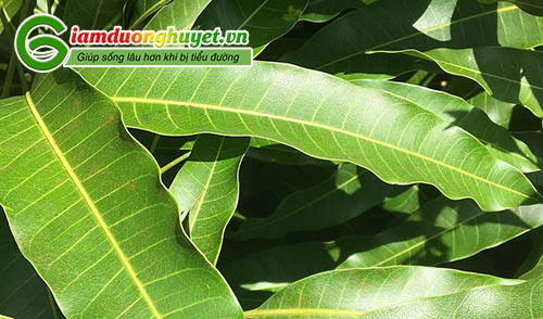 Trong dân gian lá Xoài được sử dụng để hạ đường huyết